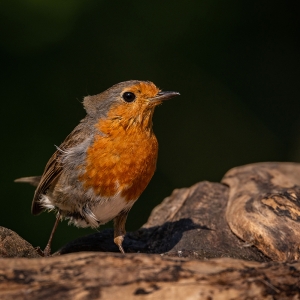 Redwell   20 06 2020   D800   Les 75.jpg